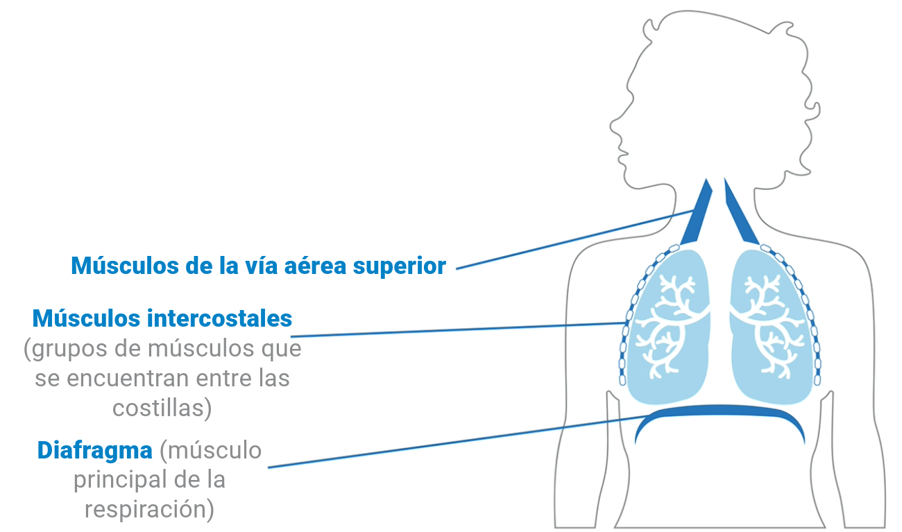 Airway diagram