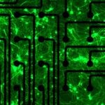 To find the cause of ALS, researchers look to metabolism within motor neurons